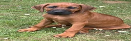 Rhodesian Ridgeback dogs for sale: Rhodesian Ridgeback Puppies - Advert 3