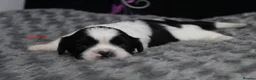 Shih Tzu dogs for sale: LOVELY CUTE SHIH TZU PUPPIES - Advert 9