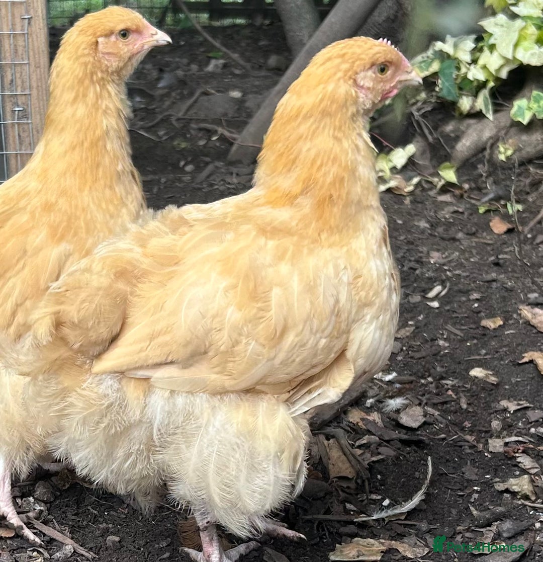Chickens poultry for sale: 2 x Buff Orpington Cockerels - Image 3