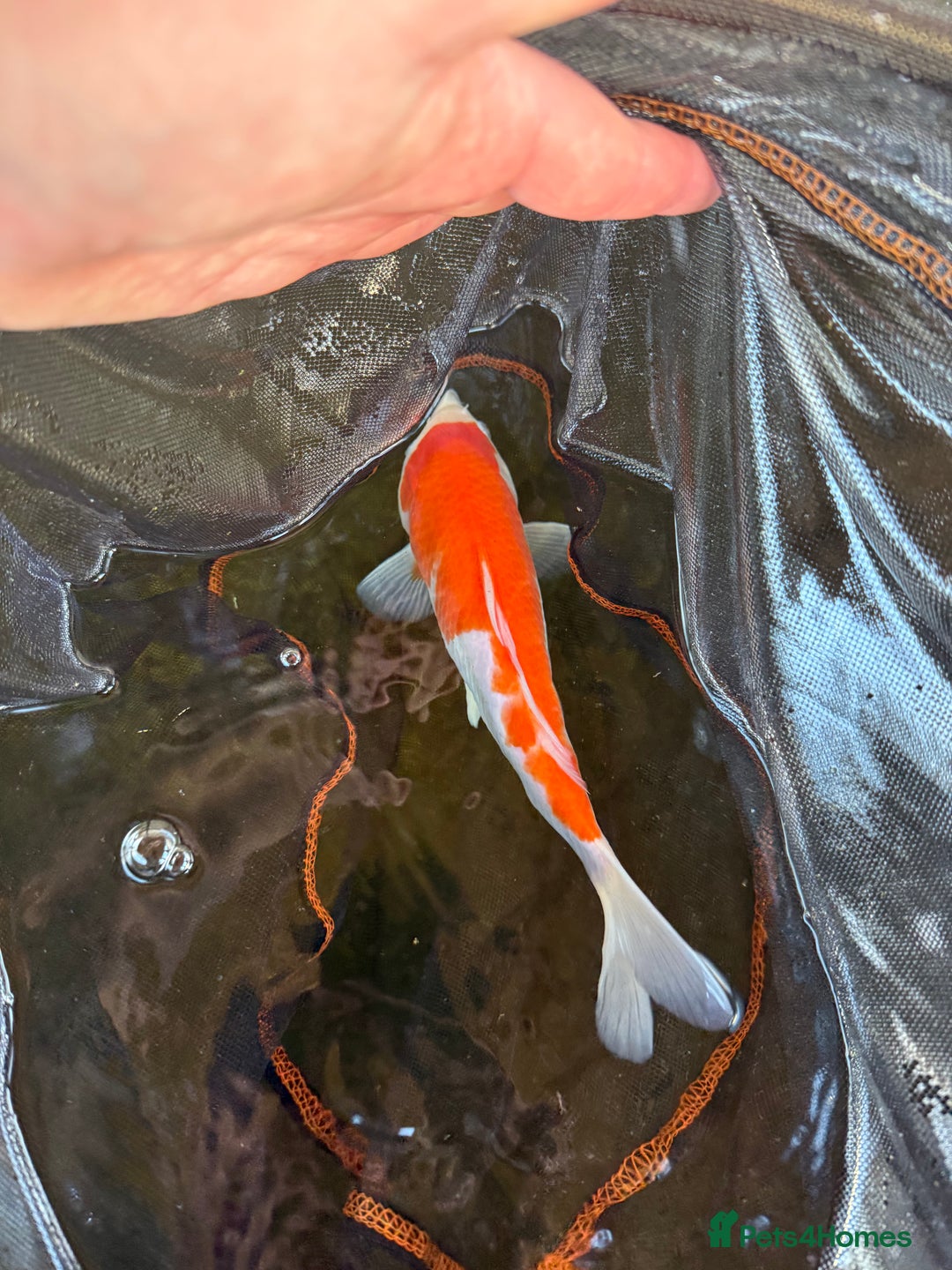 Koi Carp fish for sale: Japanese koi carp  - Image 5