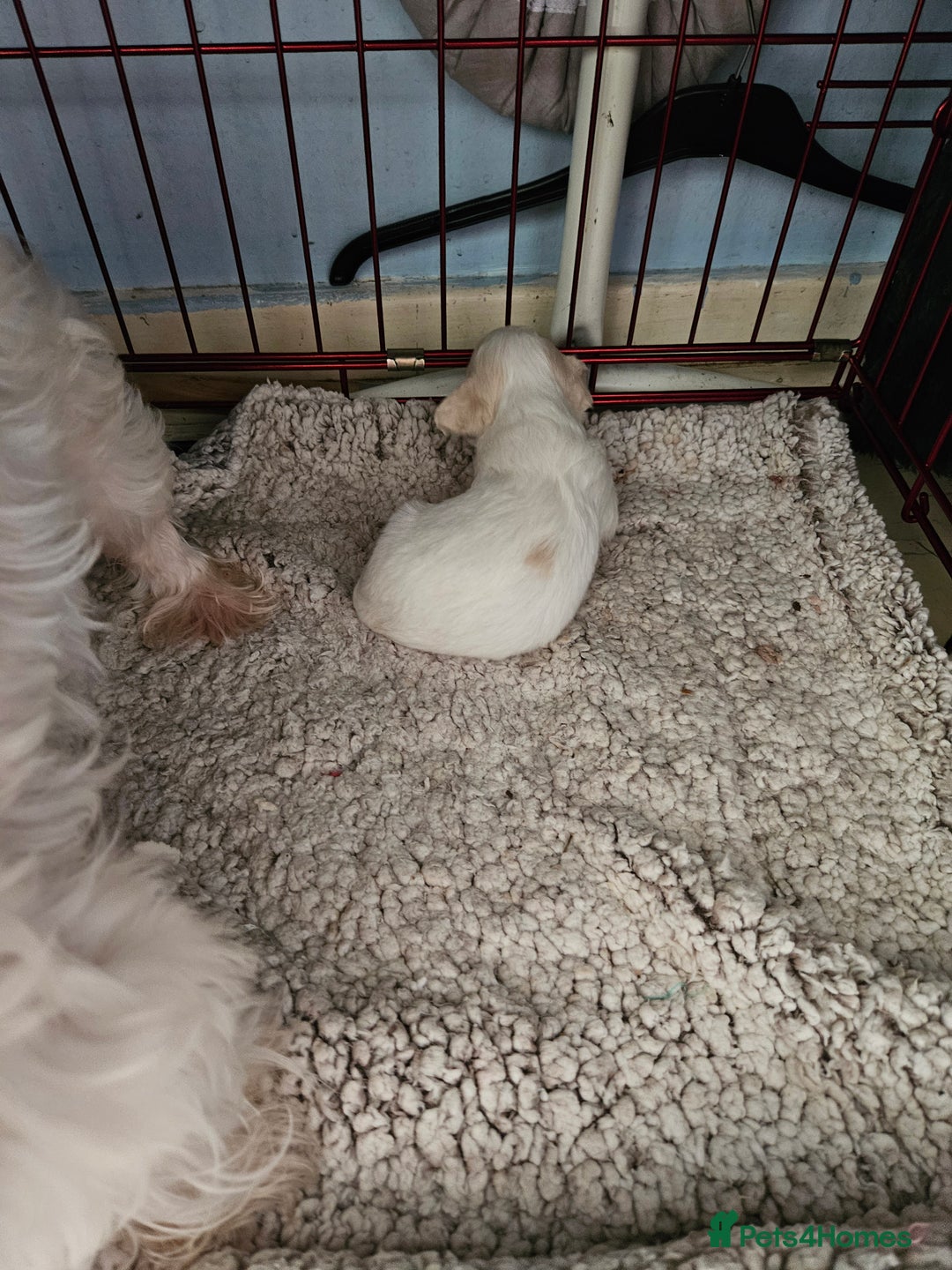 Maltipoo dogs for sale: Beautiful Maltipoo puppies  - Advert 4