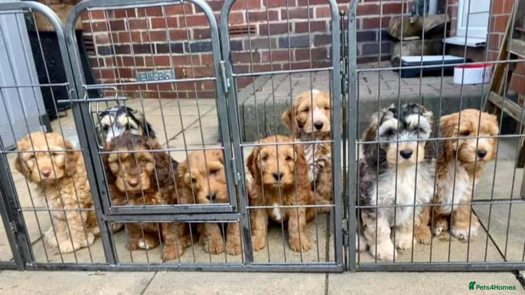 Cockapoo dogs for stud: Experienced & Dna tested F1 Sable Cockapoo Stud in Cannock - Advert 14
