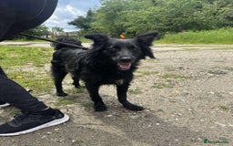 Mixed Breed dogs for adoption: Meet Dixie, currently residing in Wiltshire  - Advert 9