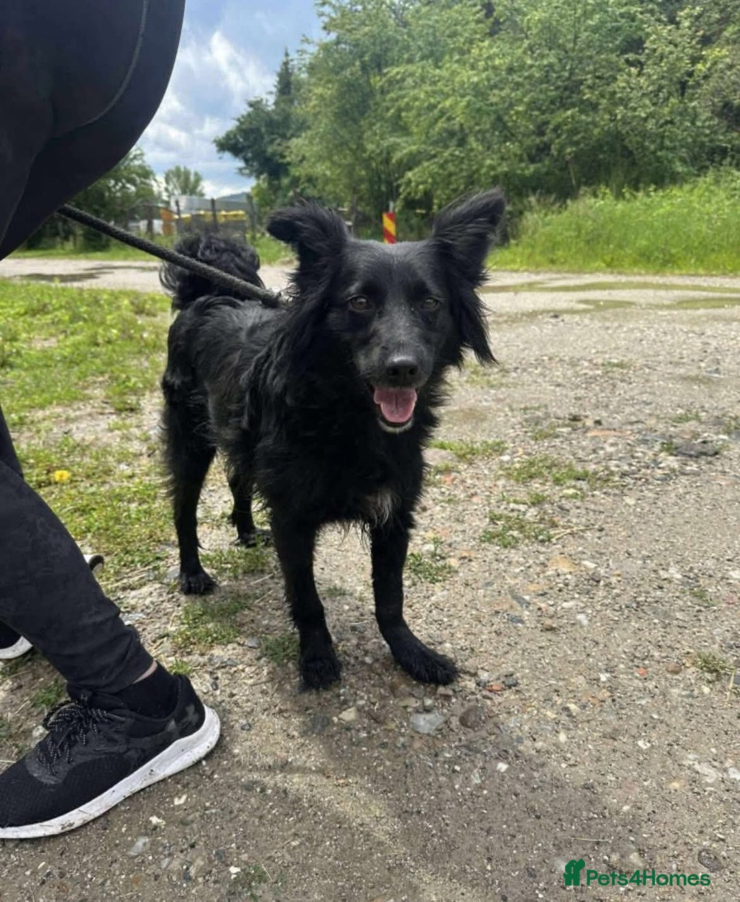 Mixed Breed dogs for adoption: Meet Dixie, currently residing in Wiltshire  - Advert 9