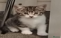 Mixed Breed cats for sale: 3 kittens for sale  - Image 5