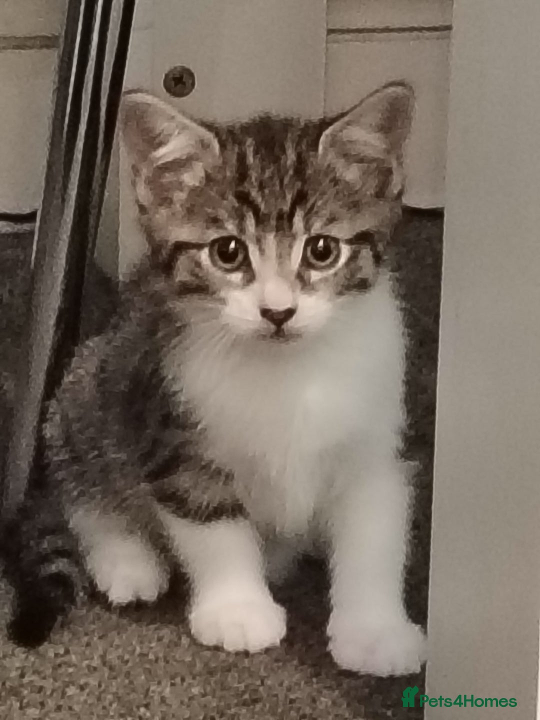 Mixed Breed cats for sale: 3 kittens for sale  - Image 5