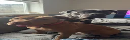 Mixed Breed dogs for sale: Red nose staffy  - Advert 1