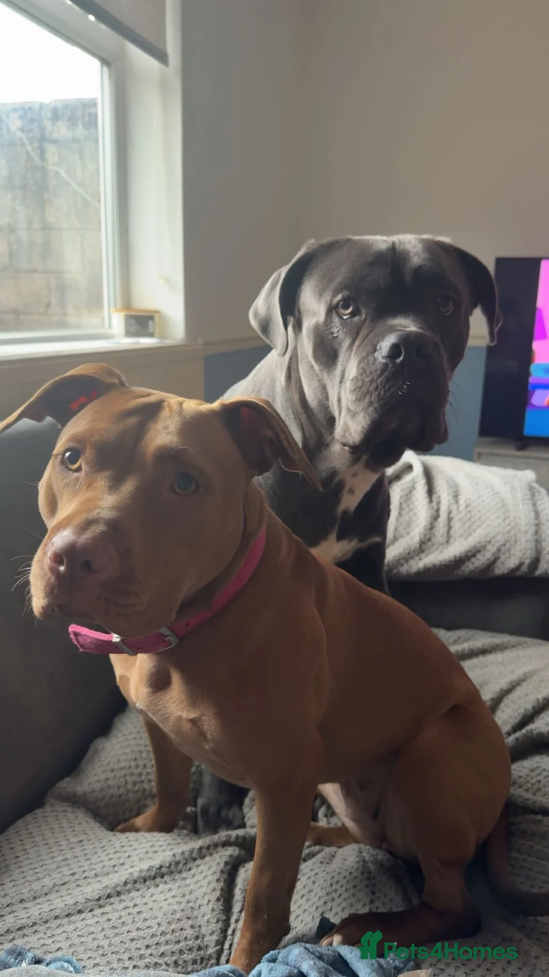 Mixed Breed dogs for sale: Red nose staffy  - Advert 1