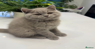 British Shorthair cats - Advert 8