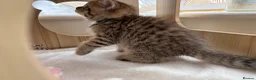 British Shorthair cats for sale: 🏆😍 Irresistible Golden Chinchilla’s Mini BSH🏆😍 - Advert 18