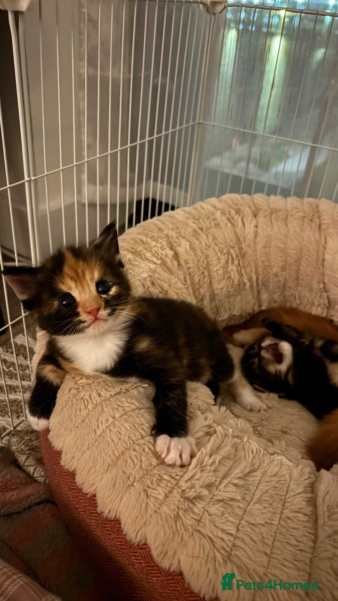 Maine Coon cats for sale: 3 maine coon girls ready in 3 weeks!!!🖤🧡🤍 in Birkenhead - Advert 17