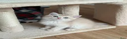 British Shorthair cats for sale: Loving Lilac Golden British Shorthair Boy - Advert 10