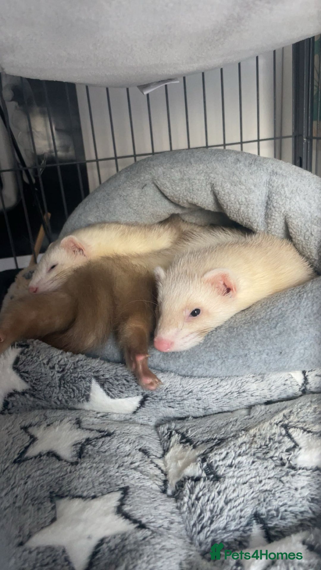 Ferret rodents for sale: 2 angora ferrets one male one female  - Advert 3