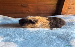 Guinea Pig rodents for sale: Swiss male baby guinea pigs  - Image 1