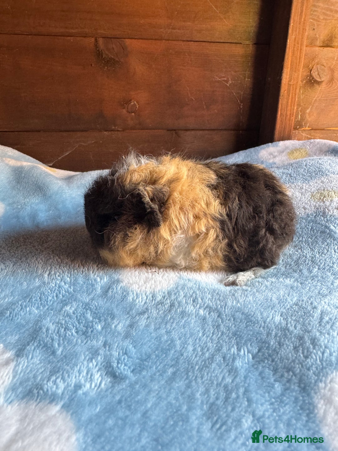 Guinea Pig rodents for sale: Swiss male baby guinea pigs  - Image 1