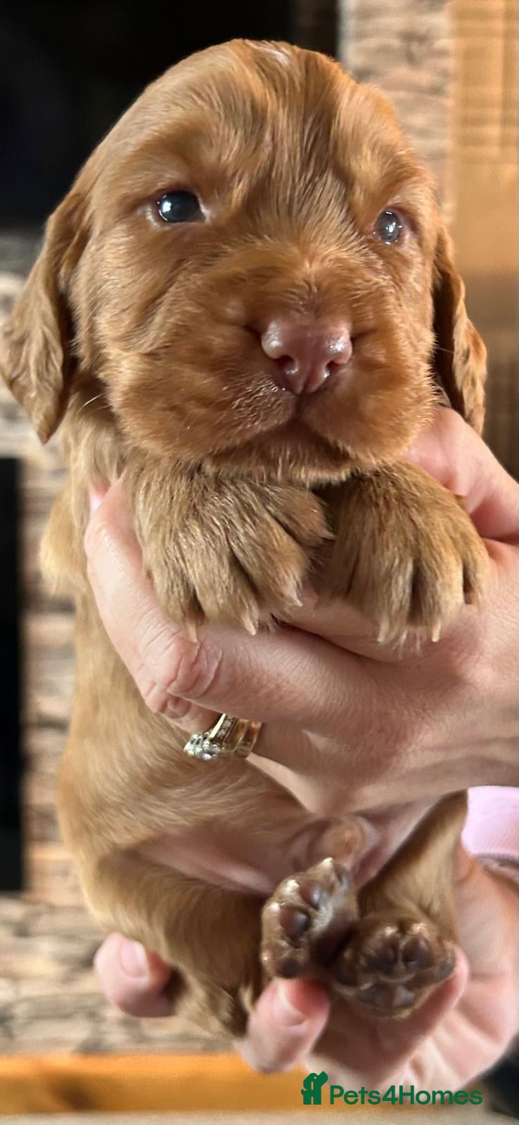 Cocker Spaniel dogs Golden Working Cocker Spaniel Puppies  - Advert 2