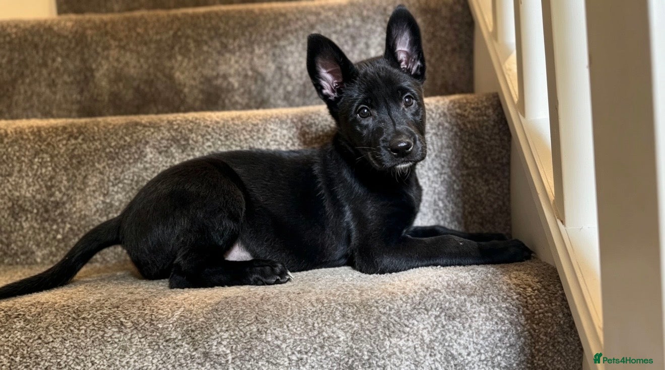 Belgian Shepherd Dog dogs Stunning Belgian Malinois Puppies  - Advert 1