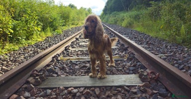 Cocker Spaniel dogs - Advert 16