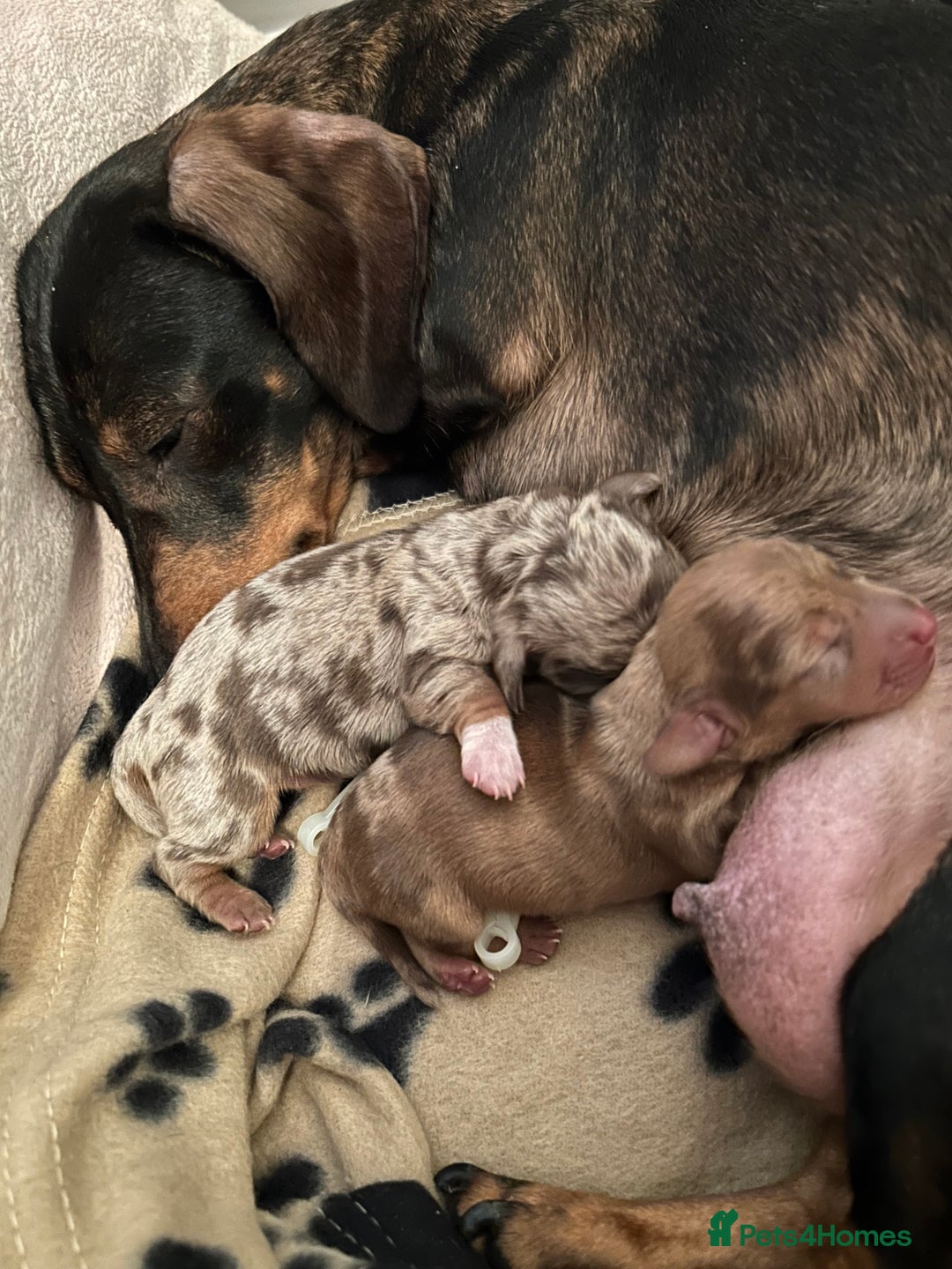 Miniature Dachshund dogs for sale: Gorgeous adorable lil boy 6 months old - Advert 6