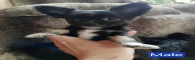 Chihuahua Puppy 3