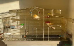 Canaries birds for sale: Mosaic Canary - Image 4