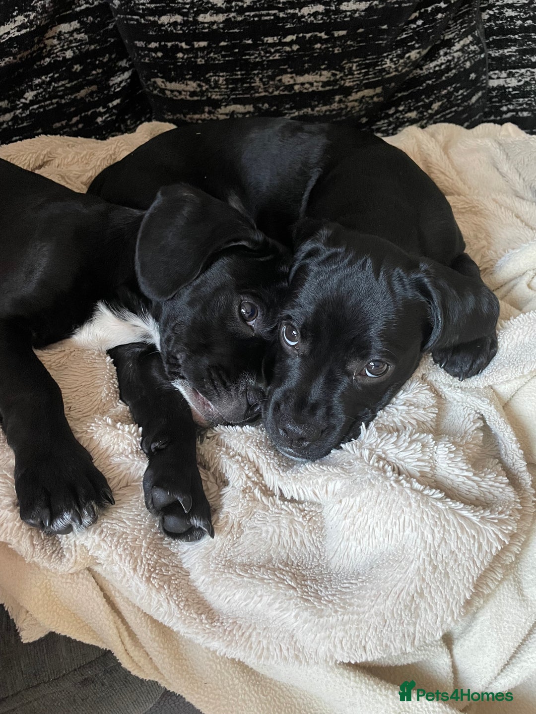 Mixed Breed dogs for sale: Ronnie and Reggie  - Advert 21