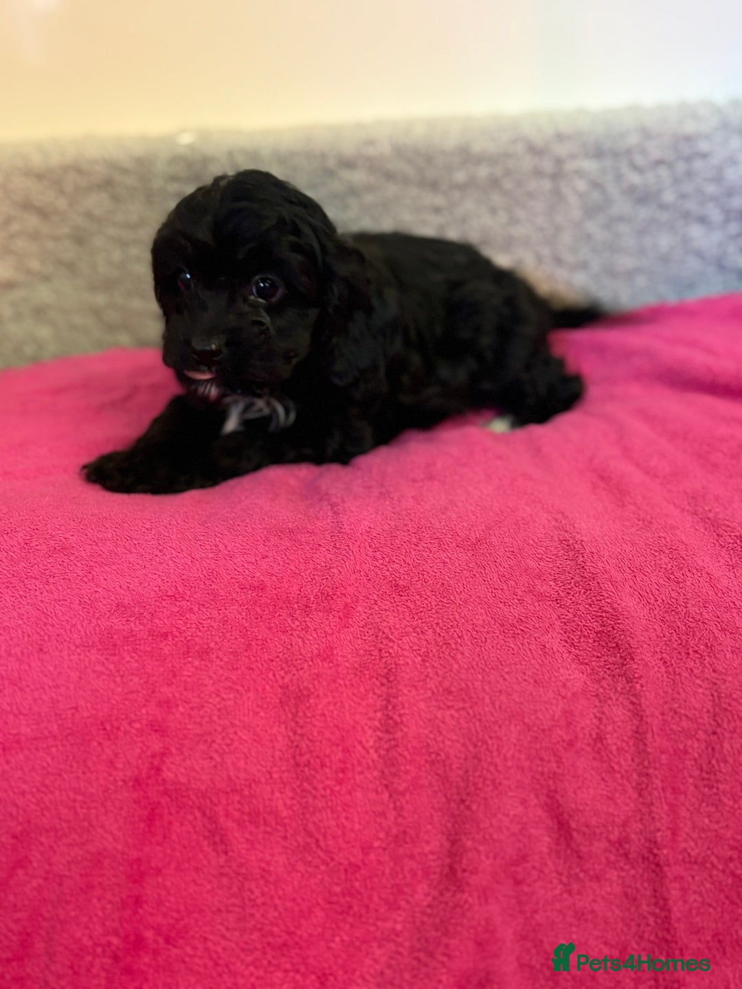Cavapoo dogs for sale: F1 cavapoo  - Advert 2
