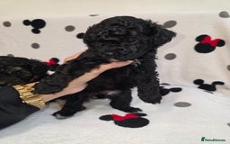 Maltipoo dogs for sale: Maltipoo Puppies 2 Beautiful Girls Available! - Image 5