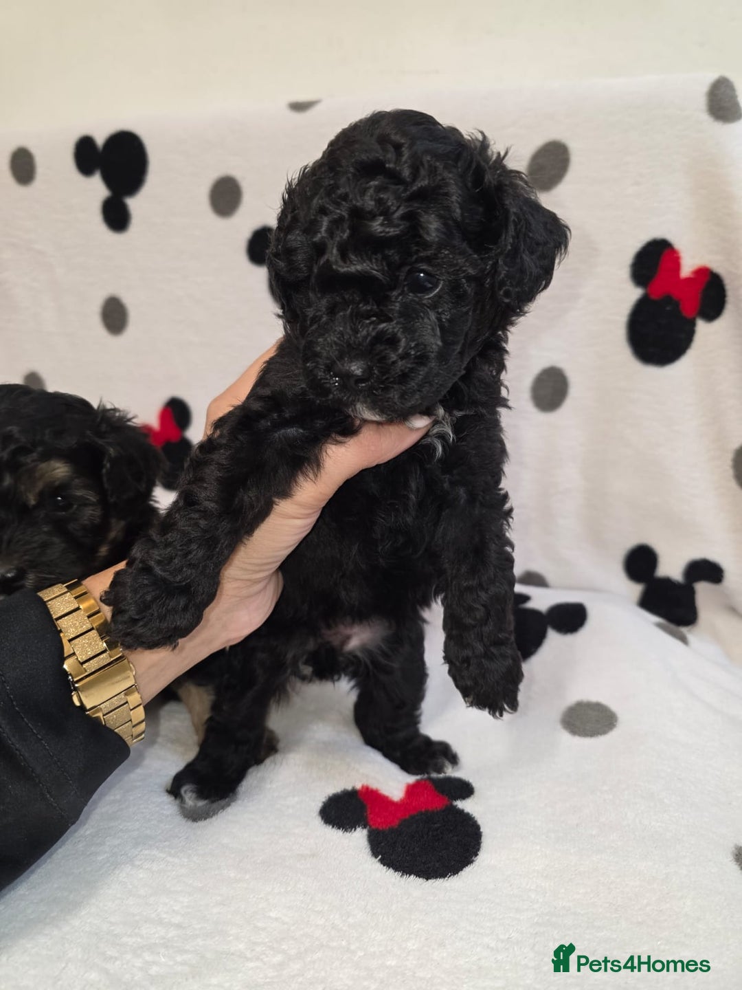 Maltipoo dogs for sale: Maltipoo Puppies 2 Beautiful Girls Available! - Image 5