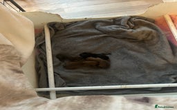 Dachshund dogs for sale: BEAUTIFUL STANDARD SMOOTH HAIRED KC REG  - Image 1