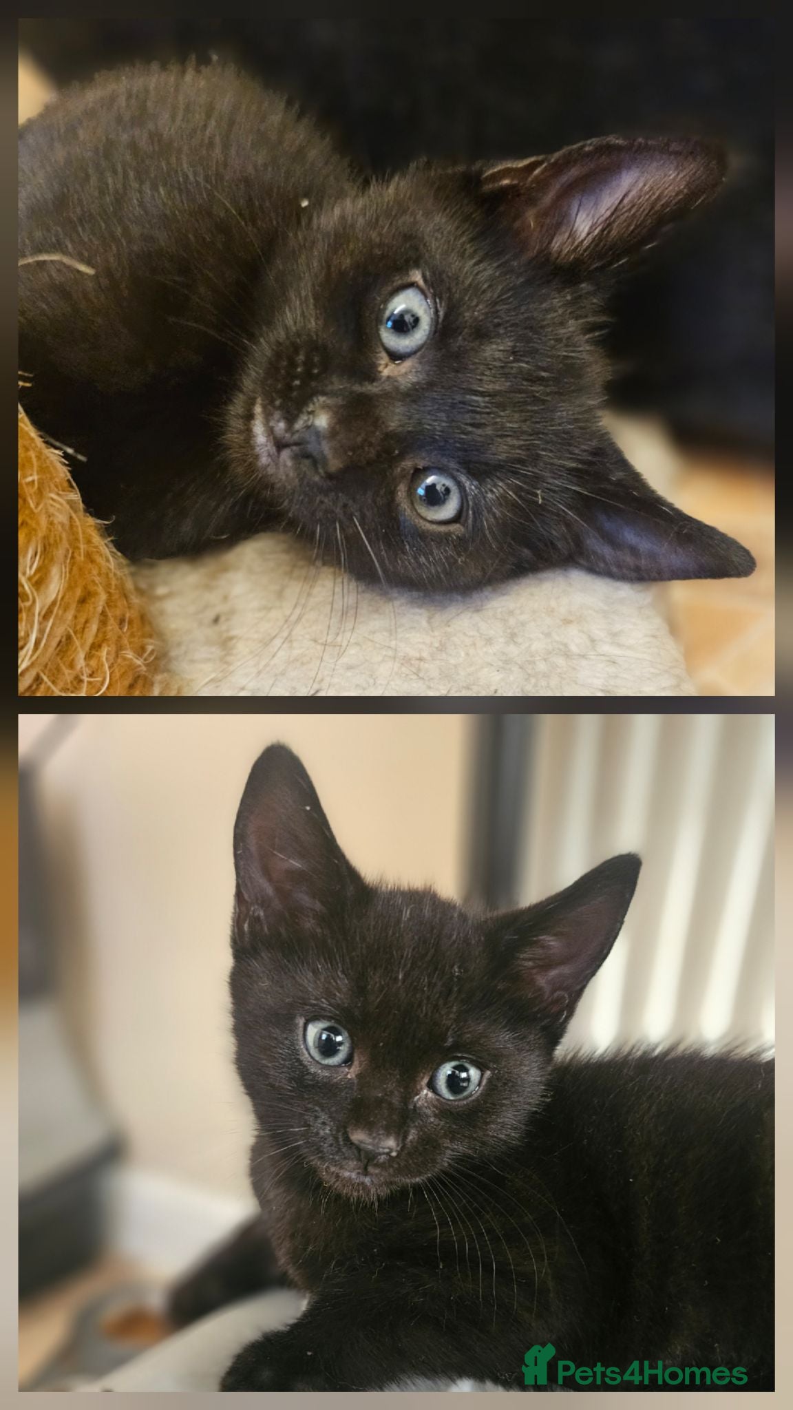 Mixed Breed cats 2 beautiful dark chocolate colloured boys  - Advert 3