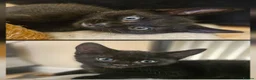 Mixed Breed cats for sale: 2 beautiful dark chocolate colloured boys  - Advert 1