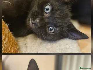 Mixed Breed cats 2 beautiful dark chocolate colloured boys - Advert 3