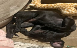 Mixed Breed dogs for sale: Urgent Labrador mix (female)  - Image 2