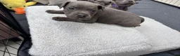 Staffordshire Bull Terrier dogs for sale: 3 Left *Avail 15th July* - Blue Staff Puppies  - Advert 12
