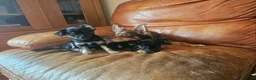 Chorkie dogs for sale: Two Female Pups  in Porth - Advert 10