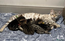 Bengal cats for sale: Stunning litter of Pure Bengals - Image 1