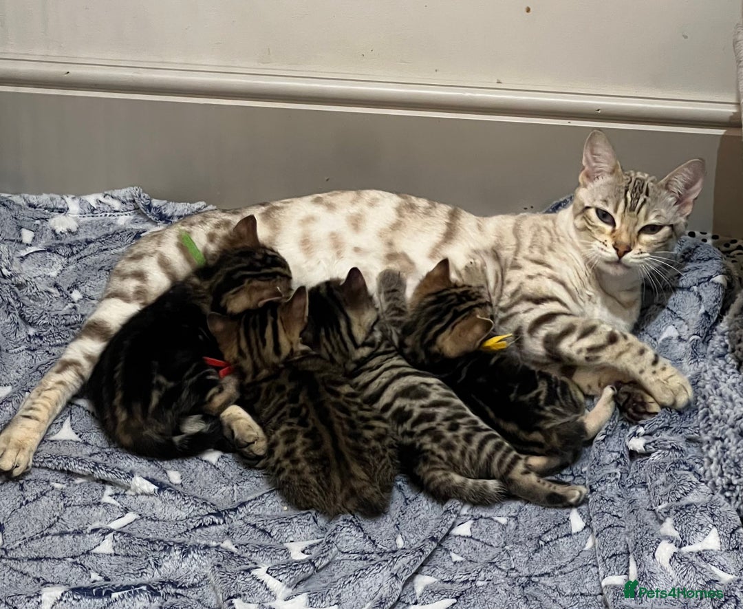 Bengal cats for sale: Stunning litter of Pure Bengals - Image 1