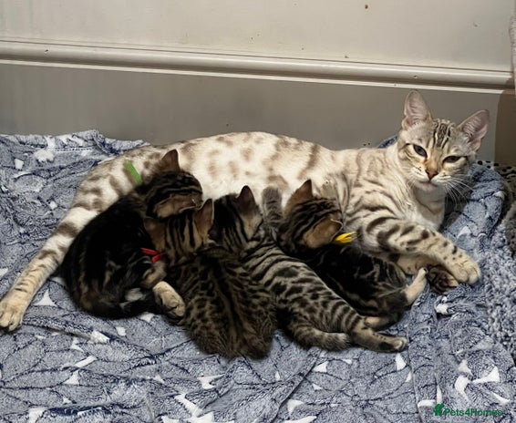 Bengal cats - Advert 1
