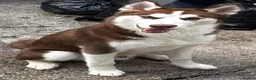 Siberian Husky dogs for sale: Siberian husky in Bury - Advert 1