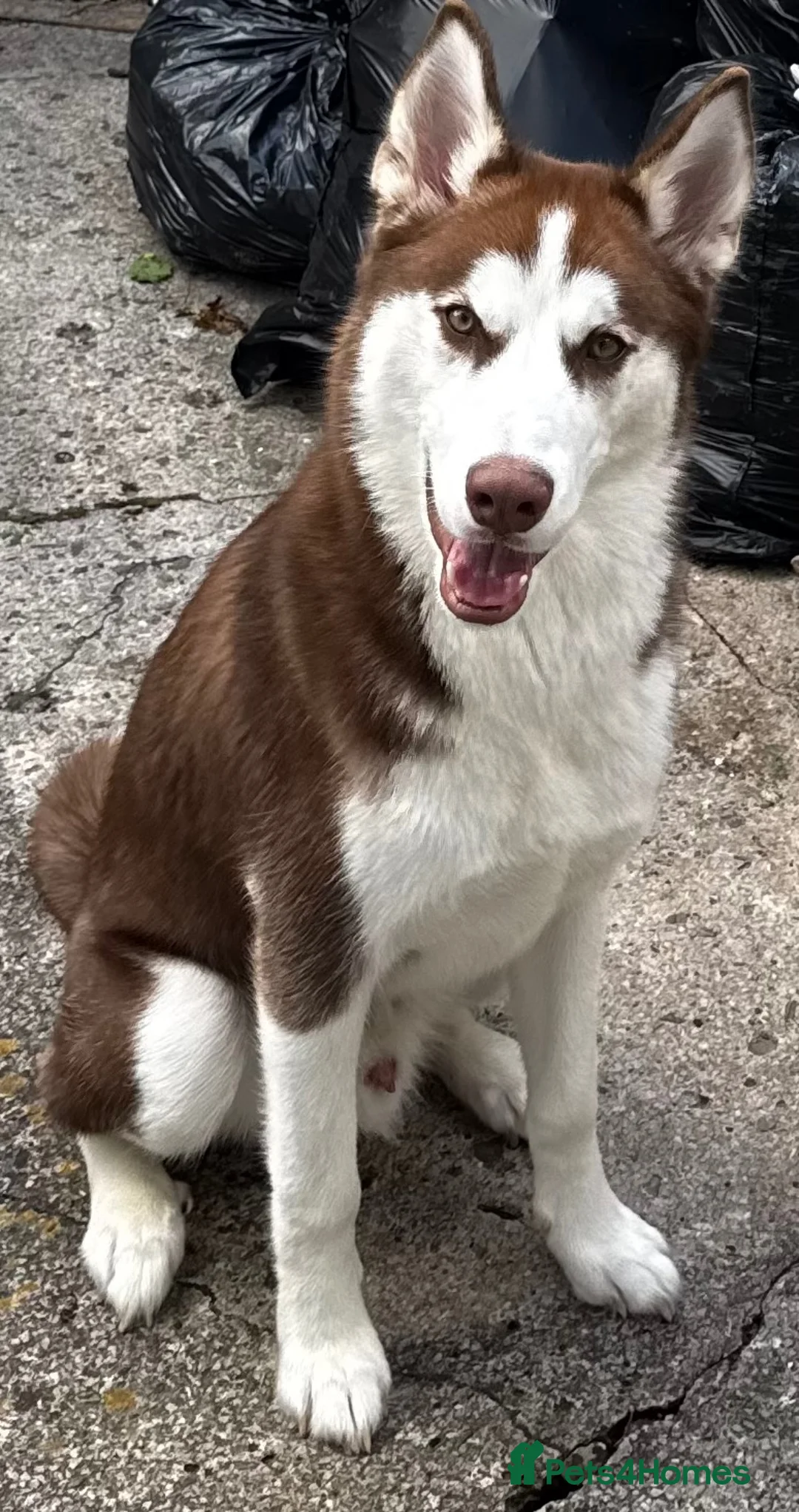 Siberian Husky dogs for sale: Siberian husky in Bury - Advert 1