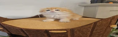 British Longhair 3