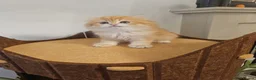 British Longhair cats for sale: British Longhair Kittens – Champion Lines - Advert 13