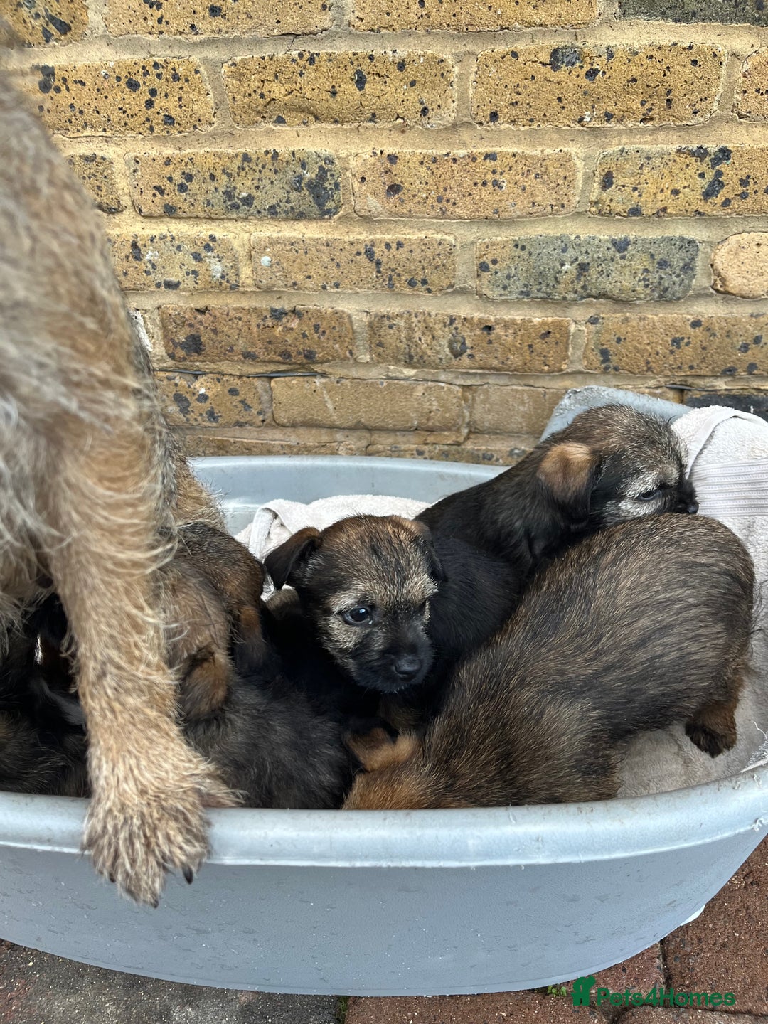 Border Terrier dogs for sale: Stunning border terries  - Advert 5