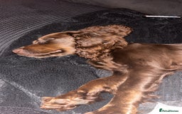 Cocker Spaniel dogs for sale: Chocolate cocker spaniel  - Image 2