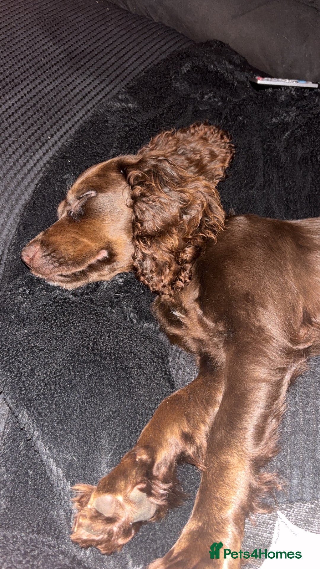 Cocker Spaniel dogs for sale: Chocolate cocker spaniel  - Image 2
