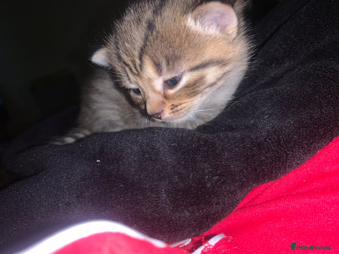 Mixed Breed cats for sale: beautiful kittens grey & ginger tortie and tabby - Advert 5
