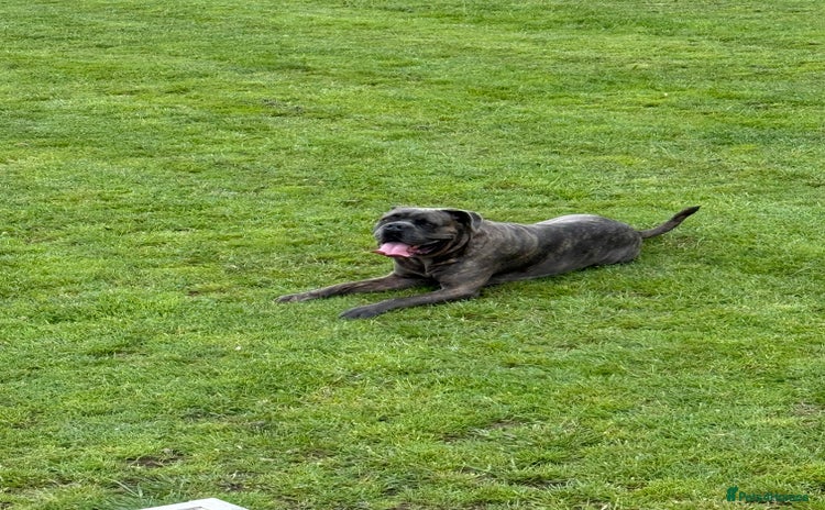Cane Corso dogs - Advert 1
