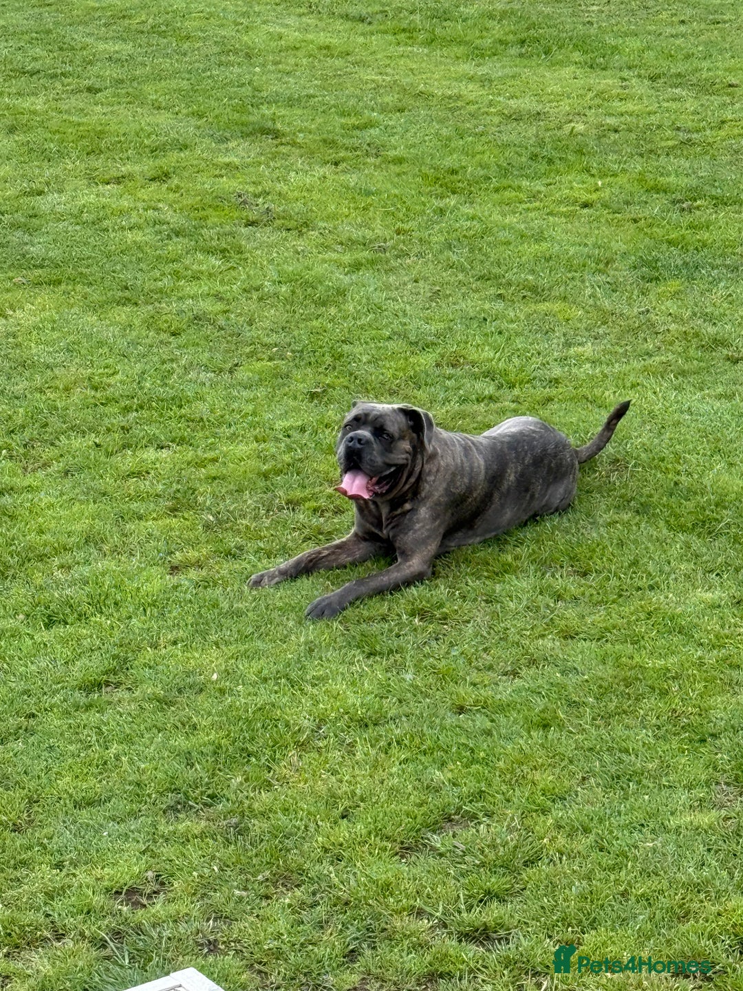 Cane Corso dogs for sale: Cane Corso for Re Homing  - Image 1