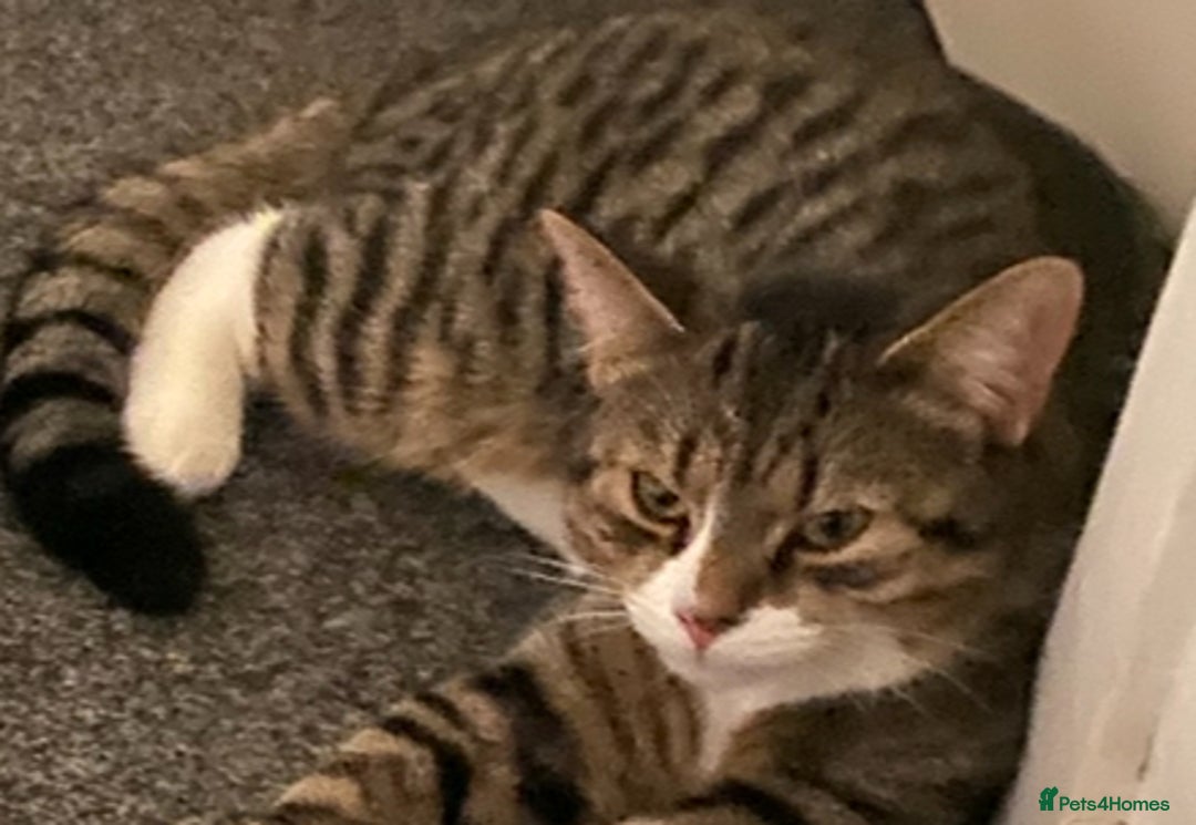 Mixed Breed cats for sale: Rooney - 8 month old male kitten. Tabby breed. - Advert 2